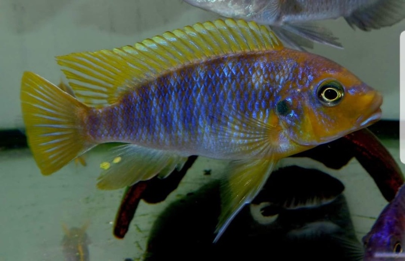 Petrotilapia palingnathos 'Chizumulu Island'